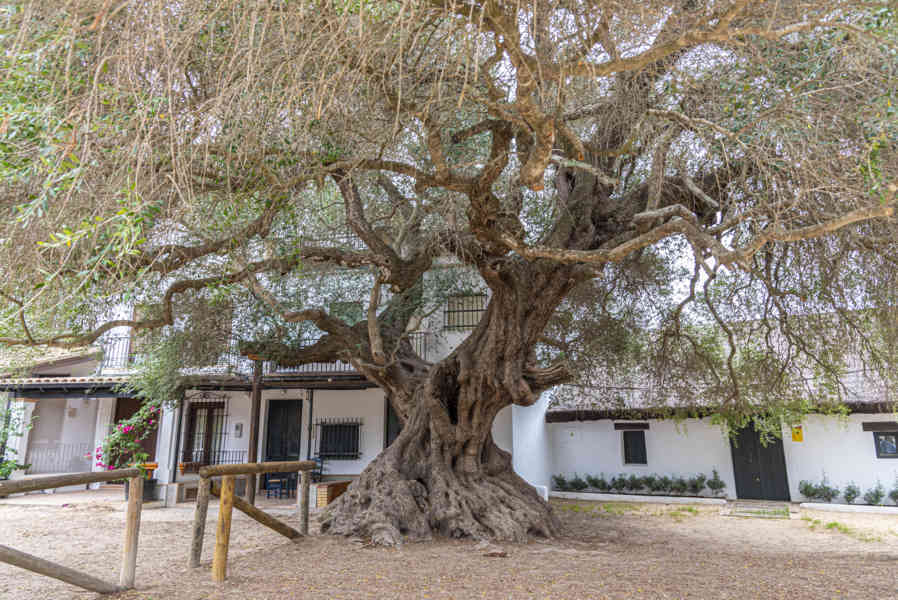 Huelva - El Rocio 24 - árbol Acebuche.jpg